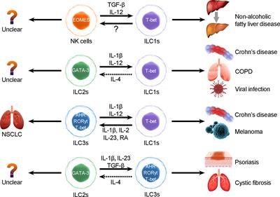 Controversial role of ILC3s in intestinal diseases: A novelty perspective on immunotherapy